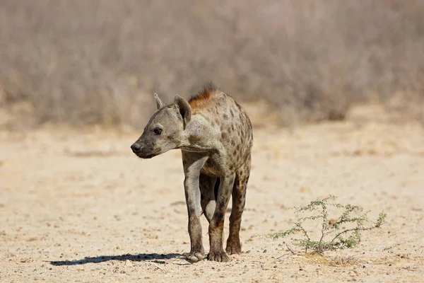 Fläckig Hyena Crocuta Crocuta Naturlig Miljö Kalahari Öken Sydafrika — Stockfoto