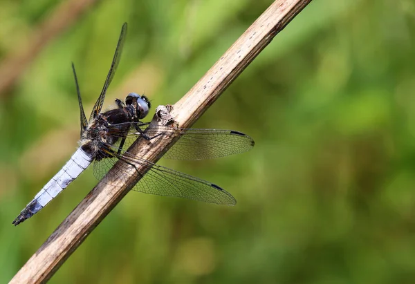 Vážný Hmyz Flóra Fauna — Stock fotografie