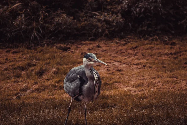 Héron Dans Parc Naturel Oiseaux Danger Extinction Animaux — Photo
