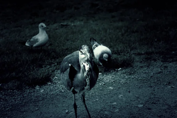 Heron Natuurpark Vogels Met Uitsterven Bedreigd Dieren — Stockfoto
