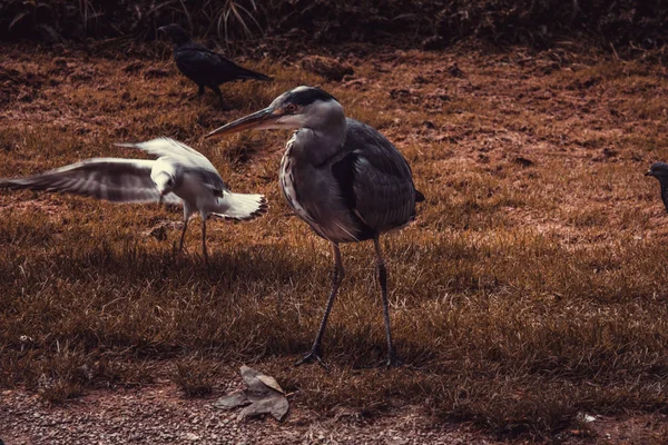 Garça Parque Natural Aves Perigo Extinção Animais — Fotografia de Stock