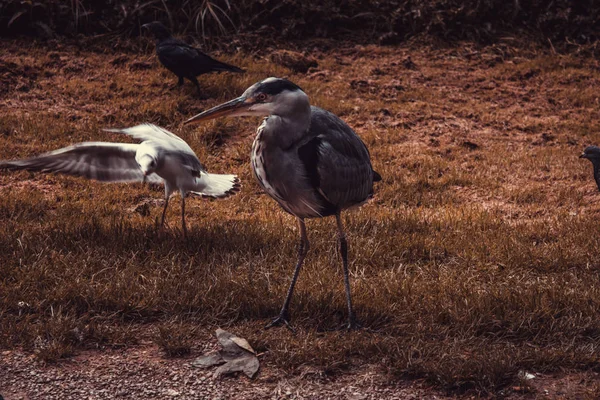 絶滅動物の鳥 自然公園内アオサギ — ストック写真