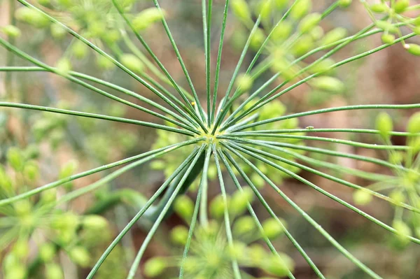 Center Green Dill Umbel Cluster Stock Picture