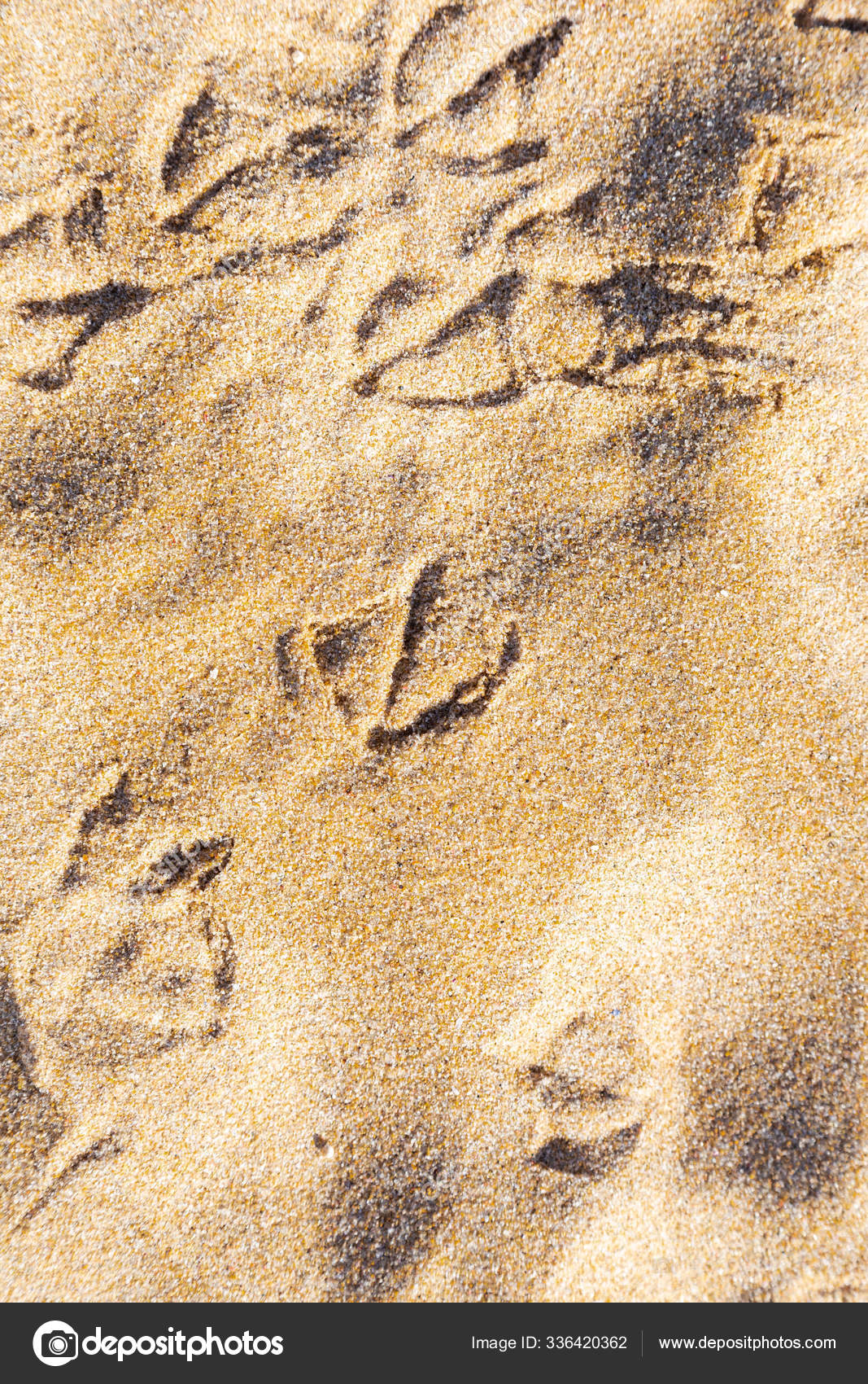 Fußabdruck Der Möwe Sand – Stockfoto © PantherMediaSeller #336420362, image size:1067x1700