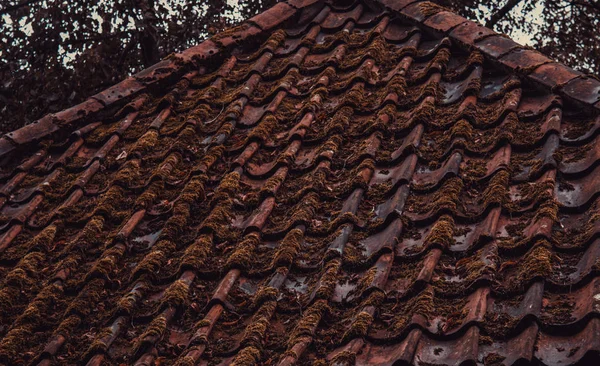 Telhado Com Musgo Vegetação Construção Arquitetura — Fotografia de Stock