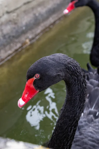 Perto Cisne Preto Dois Uma Lagoa Decorativa — Fotografia de Stock