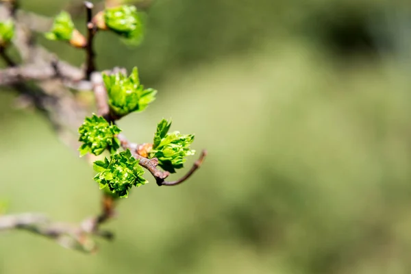 Lente Gekomen Delicate Jonge Lente Bladeren Een Symbool Van Nieuw — Stockfoto