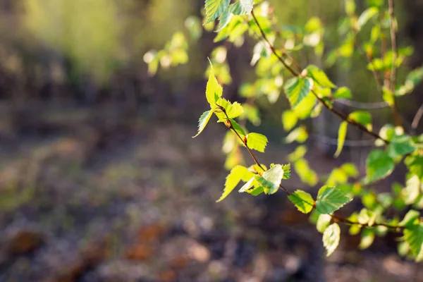 Pierwsza Wiosna Odchodzi Niewyraźnym Tle Świeże Zielone Liście Naturalne Tło — Zdjęcie stockowe