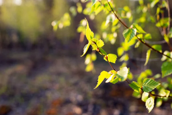 Pierwsza Wiosna Odchodzi Niewyraźnym Tle Świeże Zielone Liście Naturalne Tło — Zdjęcie stockowe