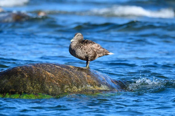 Eider Común Mar Báltico Suecia Otoño — Foto de Stock