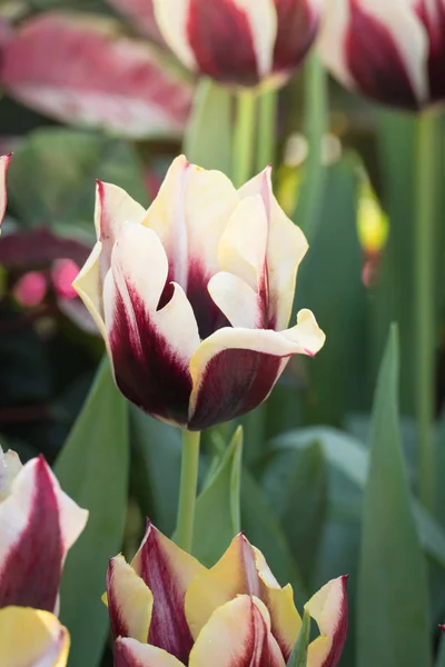 Hermoso Ramo Tulipanes Tulipanes Coloridos Naturaleza Fondo —  Fotos de Stock