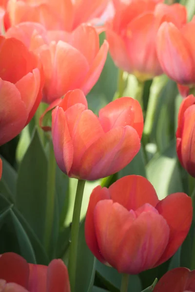 Piękny Bukiet Tulipanów Kolorowe Tulipany Tło Natury — Zdjęcie stockowe