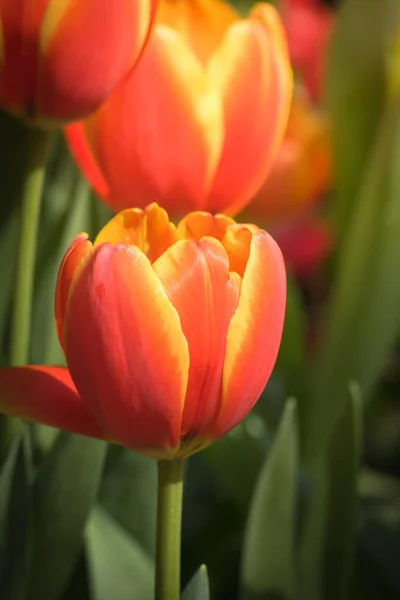 Piękny Bukiet Tulipanów Kolorowe Tulipany Tło Natury — Zdjęcie stockowe