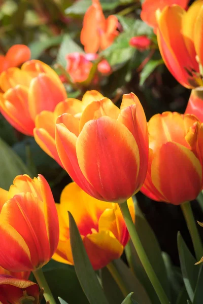 Kwitnące Wiosenne Tulipany Kwiaty — Zdjęcie stockowe
