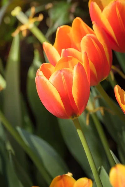 Piękny Bukiet Tulipanów Kolorowe Tulipany Tło Natury — Zdjęcie stockowe