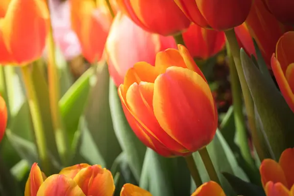 Tulpaner Blommor Flora Våren — Stockfoto