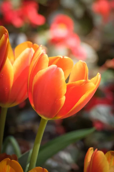 Belles Fleurs Tulipes Flore Printemps — Photo