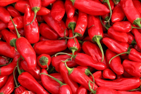 Chiles Rojos Picantes — Foto de Stock