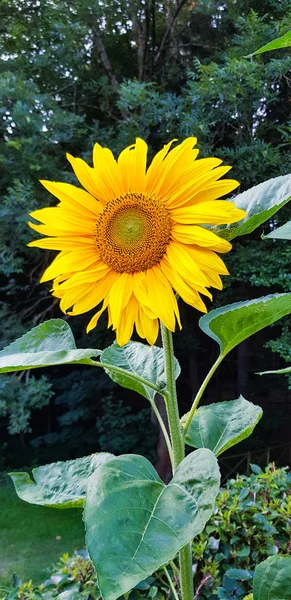 Güneşli Yeşil Bahçesinde Ayçiçeği Çiçek Yakın Çekim — Stok fotoğraf