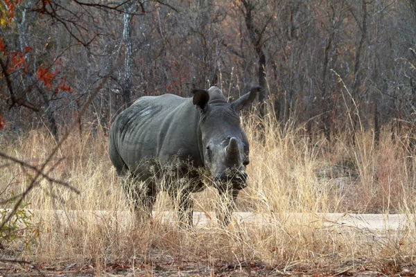 津巴布韦大草原上的犀牛 — 图库照片
