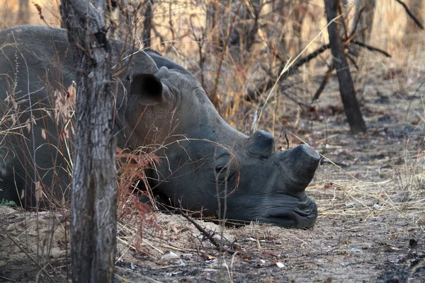 津巴布韦大草原上的犀牛 — 图库照片