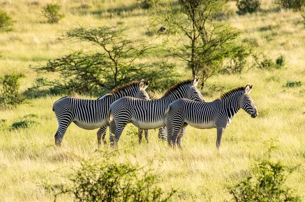 Zebra Isolata Passeggiando Nella Savana Del Parco Samburu Nel Kenya — Foto Stock
