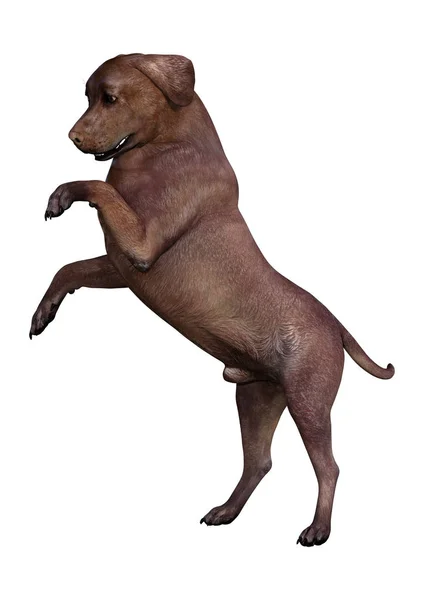 Рендеринг Коричневой Собаки Лабрадора Белом Фоне — стоковое фото