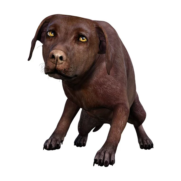 白い背景に分離された茶色のラブラドール犬の レンダリング — ストック写真