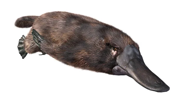 Darstellung Eines Schnabeltieres Oder Ornithorhynchus Anatinus Isoliert Auf Weißem Hintergrund — Stockfoto