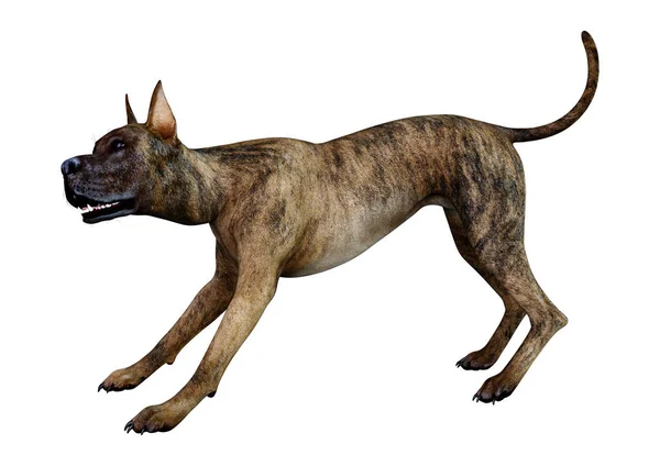 Renderowania Kobiece Brindle Dog Psa Białym Tle — Zdjęcie stockowe