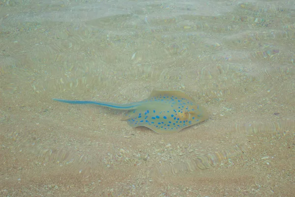 Stingray Fish Swimming Shallow Sea Water Egypt — Stock Photo, Image