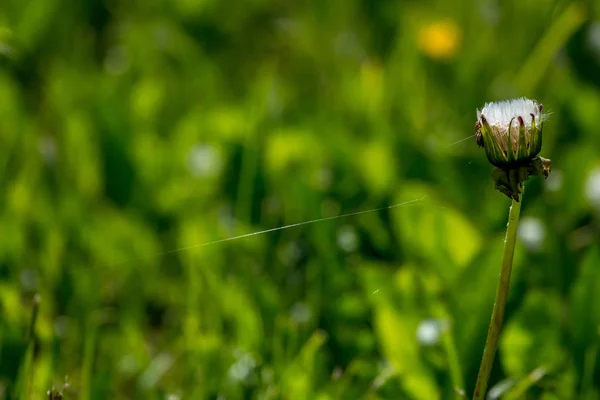 Belles Fleurs Pissenlit Blanc Dans Herbe Verte Prairie Avec Des — Photo