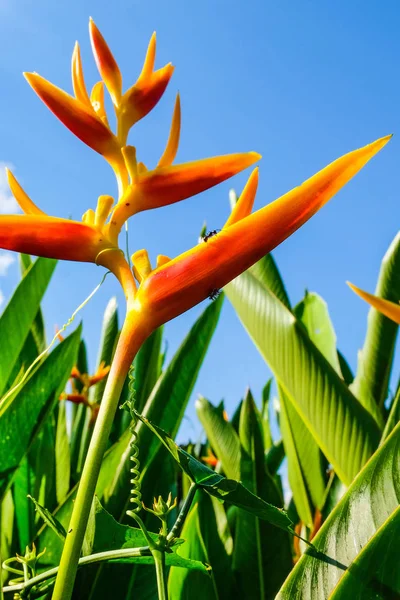 橘红色的热带植物 有一些蚂蚁在棕榈叶前面 蓝天分明 — 图库照片