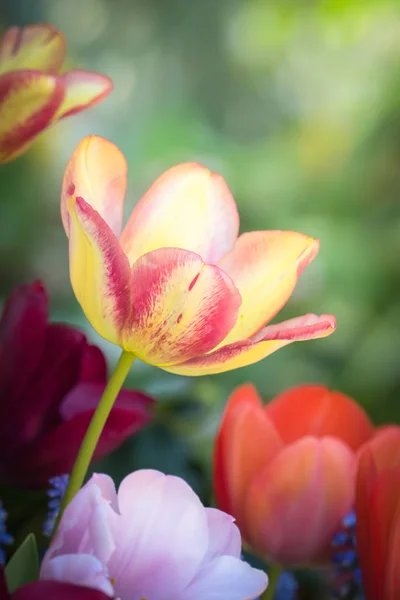 Прекрасний Букет Тюльпанів Барвисті Тюльпани Фон Природи — стокове фото
