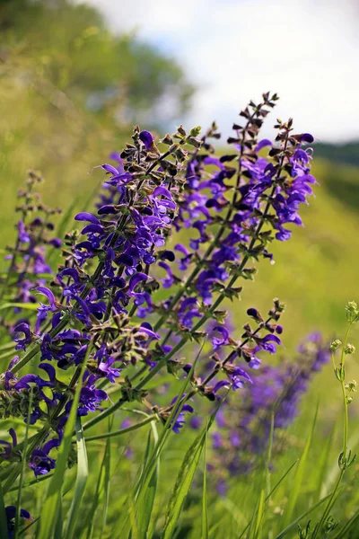 Wiesensalbei Salvia Pratensis Louce Bickensohlu Císařském Křesle — Stock fotografie