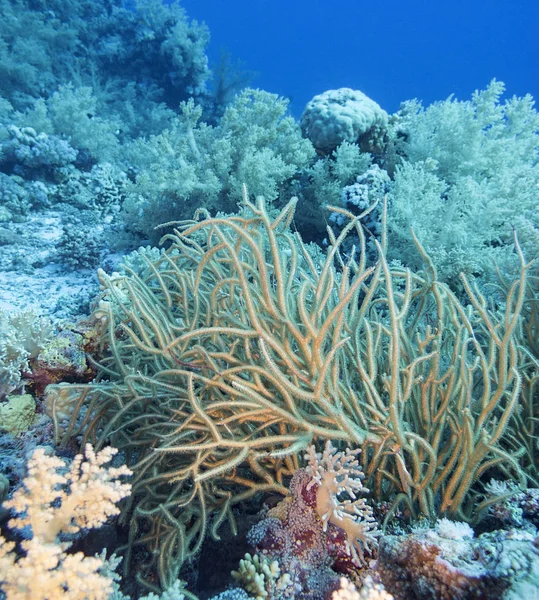 Récif Corallien Coloré Fond Mer Tropicale Corail Mou Jaune Paysage — Photo