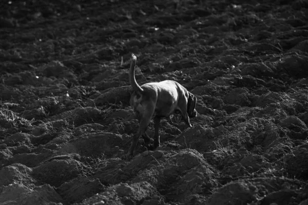 Tracking Dog Field Follows Track — Stock Photo, Image