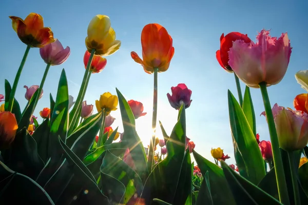 Field Tulips Blue Sky Sunny Day Spring — Stock Photo, Image