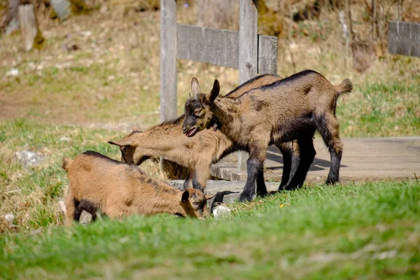 若いヤギはドイツのバイエルン州の緑の草原で遊んでいます — ストック写真