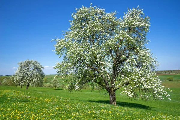 Virágzó Körtefa Egy Virág Rét Tavasszal Vidéki Művelt Táj — Stock Fotó