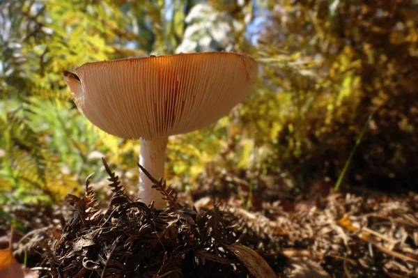 光があふれるキノコの帽子でアガリックを飛ぶ キノコの帽子の下の景色で撮影 詳細なショット — ストック写真