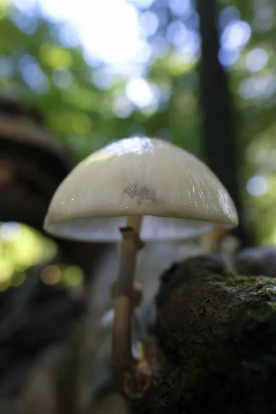 Hongos Porcelana Oudemansiella Mucida Parte Superior Madera Muerta Una Macro — Foto de Stock