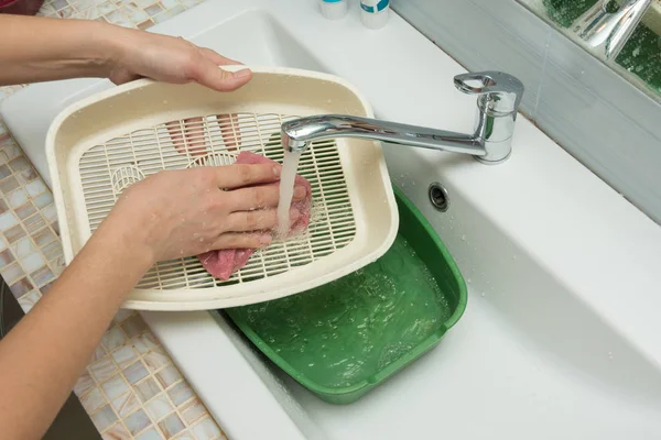 Het Meisje Wast Kattenbak Gootsteen — Stockfoto