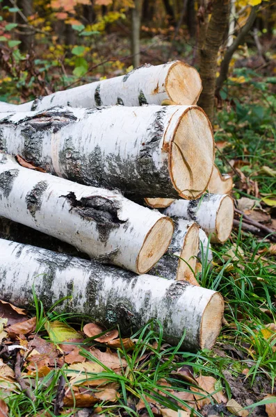 Tas Billes Bouleau Dans Forêt Parmi Herbe Les Feuilles Colorées — Photo