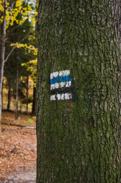 Позначення Туристичного Маршруту Намальованого Дереві Знак Маршруту Подорожі Сезон Осені — стокове фото