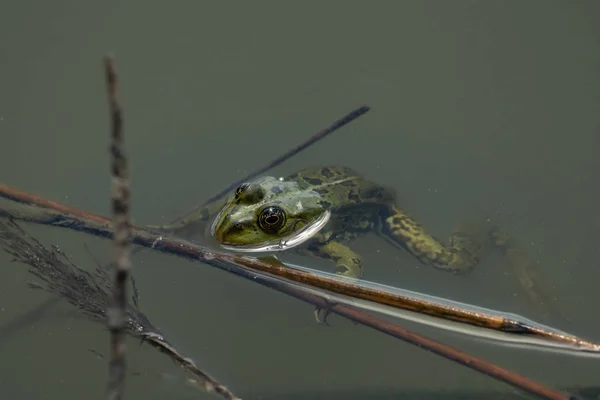 Detailní Záběr Žáby Sedící Vodě — Stock fotografie