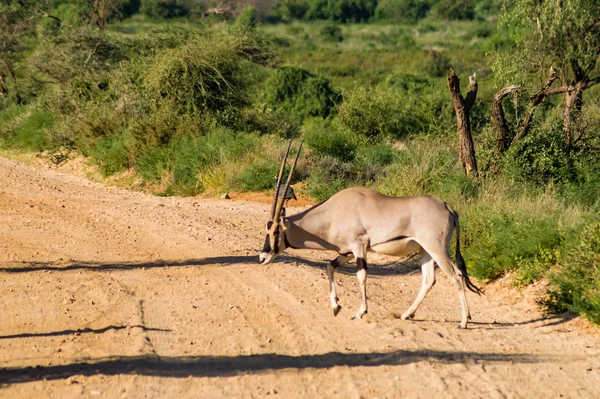 Antelope Visto Perfil Savana Parque Samburu Centro Quênia — Fotografia de Stock