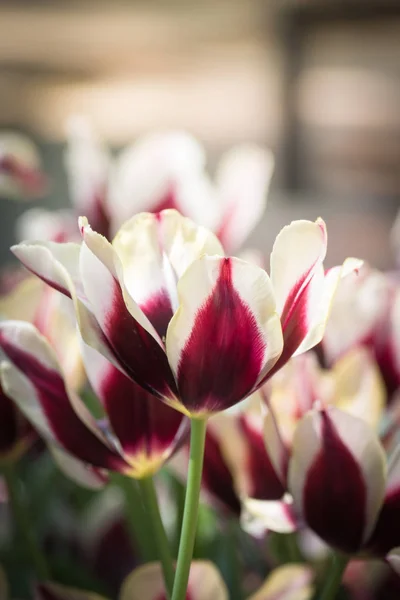 Bellissimo Bouquet Tulipani Tulipani Colorati Sfondo Della Natura — Foto Stock