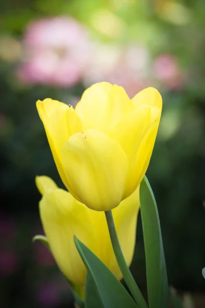 Belo Buquê Tulipas Tulipas Coloridas Fundo Natureza — Fotografia de Stock