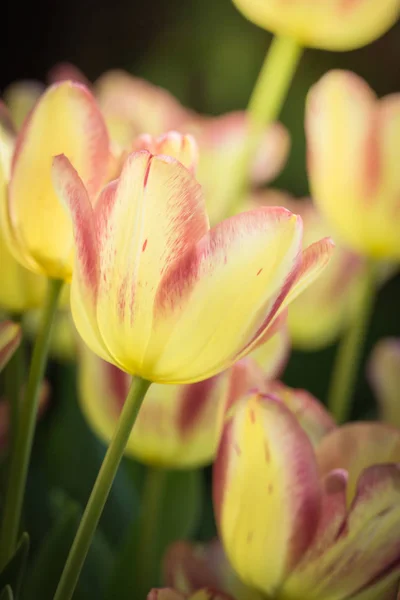 Bellissimo Bouquet Tulipani Tulipani Colorati Sfondo Della Natura — Foto Stock